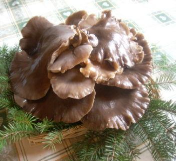 Sałatka z boczniaków