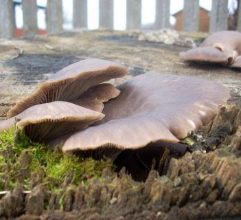 Jajecznica z boczniakami