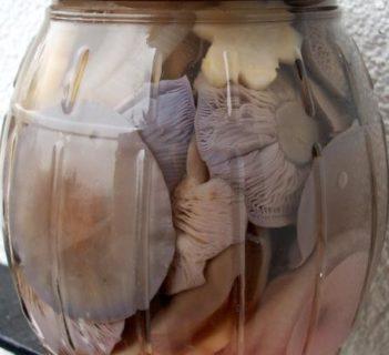 Gąsówki nagie marynowane