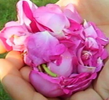 Konfitury z płatków róży