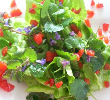 Sałata z kurdybankiem