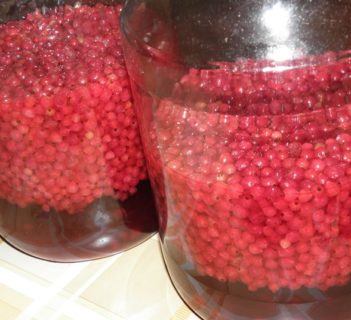 Nalewka z czerwonej porzeczki